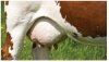 Мастит, контроль популяции мух и ваш молочный скот