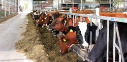 Изменение управления здравоохранением на молочных фермах