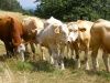 Коровы на пастбище: как оптимизировать