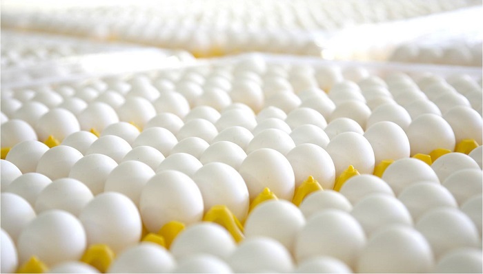 Сокращение производства яиц в НСО