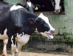 Тепловой стресс у коров: как спасти корову от жары