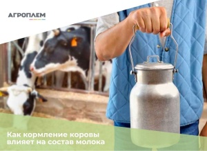 Кормление коровы и состав молока