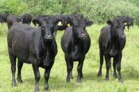 Как разводить мясную породу скота