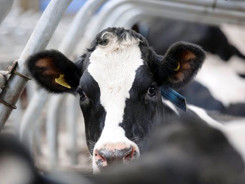 Потенциальный биомаркер: прогнозирование кетоза коров