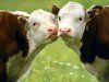 Коррекция иммунного статуса и воспроизводительной способности у крупного рогатого скота в усло...