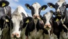 Новый инвестор построит ферму на 1,2 тыс. коров в оренбургском Лапазе