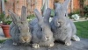 В России разработали ветправила для кролиководов