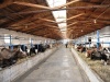 Руководство по надлежащей практике молочного животноводства: окружающая среда