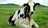 В Тамбовской области выявлен очередной случай лейкоза у коров