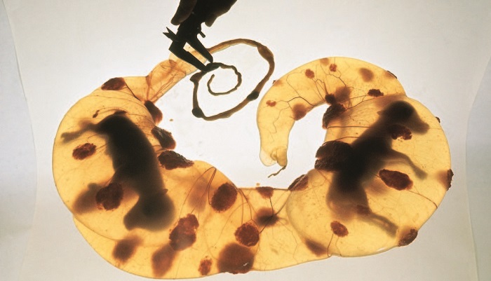 Пилотный проект по искусственному осеменению КРС в Туве: новые горизонты для сельского хозяйства