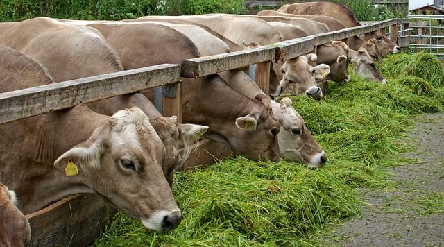 Микотоксины в кормлении коров: фузариоз