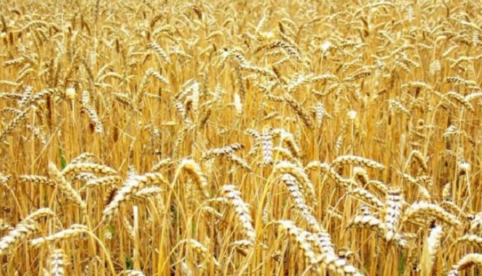 В ООН считают тяжелой ситуацию с запасами зерна в мире