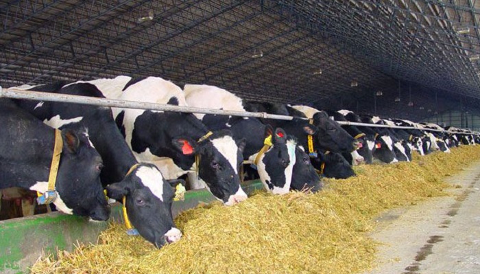 Примеры рационов для коров с соломой