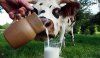 Зависимость молочной продуктивности коров от уровня их выращивания