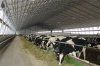Нормы потребности коровы в подстилке и выход навоза