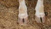 Ранцевый опрыскиватель для коровьих копыт упрощает борьбу с пальцевым дерматитом