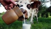 Как по молоку коровы определить состояние ее здоровья