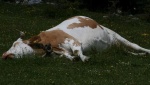 Стадо коров в Англии упало в обморок из-за Тома Круза