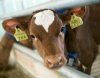 Защита здоровья телят в хозяйствах с высокопродуктивным молочным скотом.