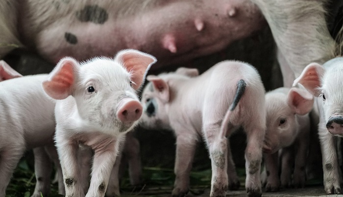 Тенденции в производстве свинины: новые вызовы и перспективы