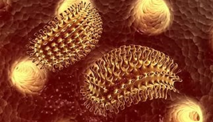 Бешенство в Нижегородской области: новая вспышка и меры предосторожности