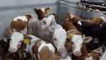 На племпредприятии «Барнаульский» от одного быка-производителя за два года получили более 9 000 телят