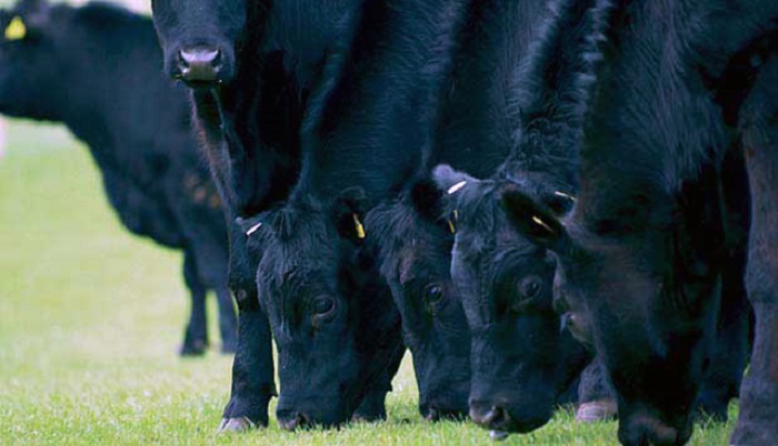 Успех распродажи Elite Angus: рекордные цены и высокие стандарты качества