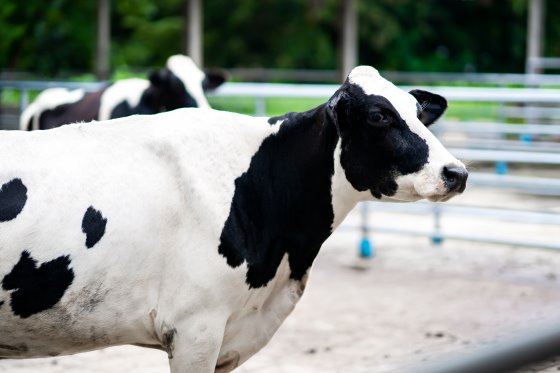 Здоровый рубец – ключ к высокой продуктивности коров