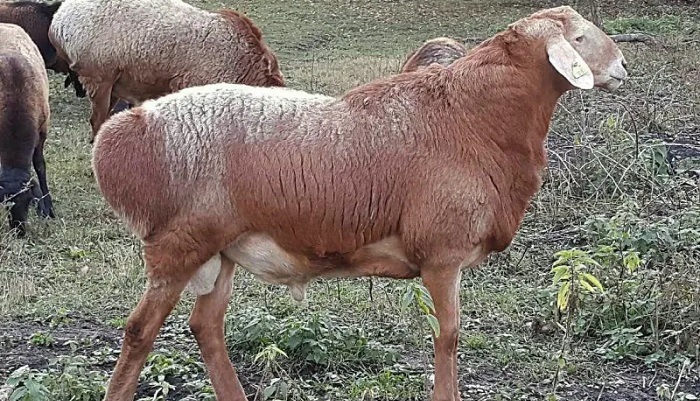 В Астраханской области открылся первый в России племенной репродуктор гиссарской породы овец