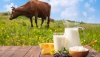 В Алтайском крае наращивается база молочного скотоводства