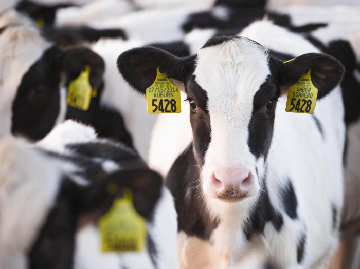 Кормовая эффективность как главный ресурс: генетика, экономика и будущее стада