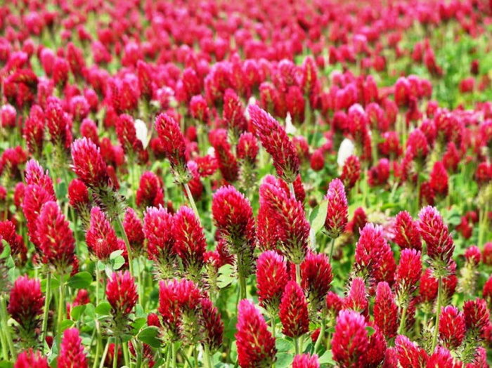 Влияние изофлавона красного клевера на продуктивность, качество молока и азотистый обмен у молочных коров