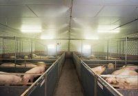 Системы микроклимата для свиноферм