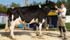Генетические технологии в животноводстве: новая система оценки крупного рогатого скота
