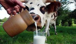 Защищенный белок для высокопродуктивных молочных коров