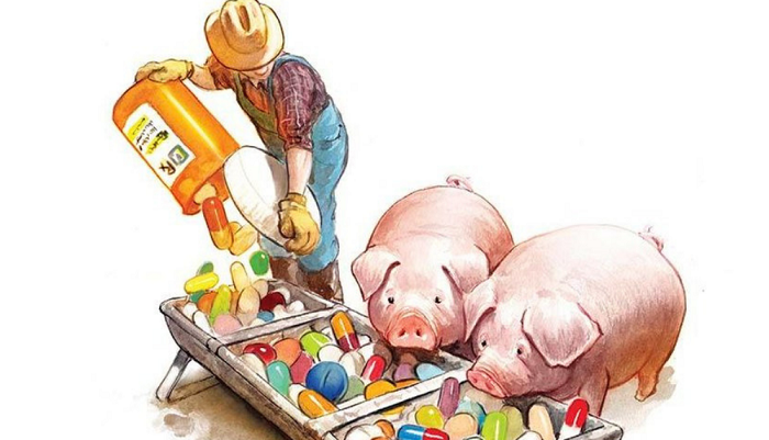 ВОЗЖ отмечает снижение применения антибиотиков в животноводстве