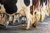 Порядок доения молочной коровы влияет на потребление корма
