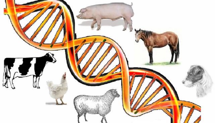 Геномная селекция в животноводстве Ставрополья: поддержка и перспективы