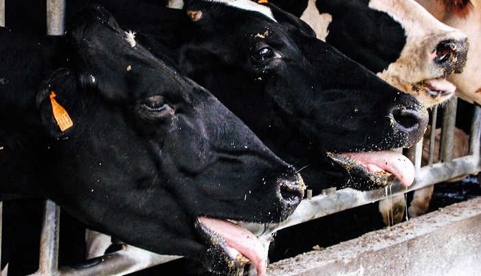 Боремся с тепловым стрессом у молочных коров