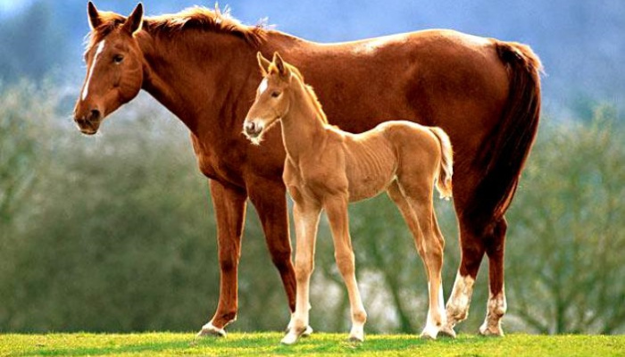 Цифровая платформа для геномной селекции лошадей в России: шаг в будущее табунного коневодства