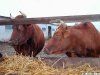 Выживаемость микробактерий в навозе и стоках на фермах крупного рогатого скота.