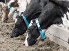 Руководство по надлежащей практике молочного животноводства: здоровье коров