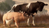 Снижение убоя скота и птицы в Орловской области: причины и последствия