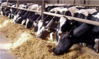 Источник протеина и жира в составе комбикорма при выращивании бычков на мясо