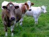 Иммунодефициты молодняка крупного рогатого скота и их коррекция