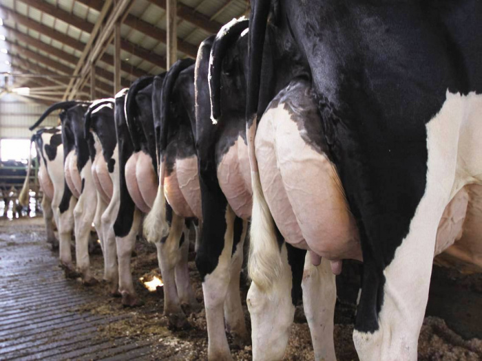 Практические советы по подготовке коров к искусственному осеменению для повышения успешности