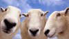 Российское шерстяное овцеводство: проблемы и решения