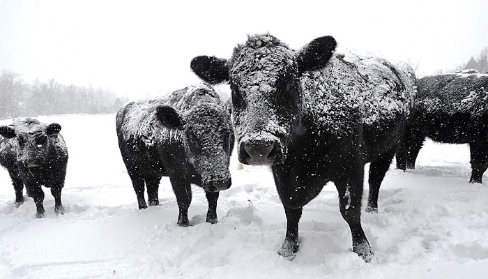 Коровы зимой: холод — не проблема