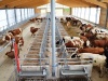 Руководство по надлежащей практике молочного животноводства: благополучие животных