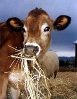 Оценка использования энергии кормов для коров на современном этапе